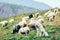 Polish Tatra Sheepdog guards sheep in Tatra Mountains, Poland