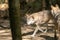 Polish wolves in the Orlu National Wildlife Reserve in AriÃ¨ge, the Maison des Loups in France