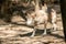 Polish wolves in the Orlu National Wildlife Reserve in AriÃ¨ge, the Maison des Loups in France