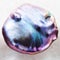 polished Abalone (haliotis) stone on white