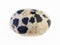 polished dalmatian jasper (dalmatine stone) gem