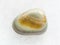 polished gray Agate gemstone on white marble