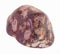 polished leopard skin jasper gem on white