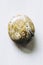 Polished ocean jasper gemstone on a white background