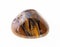 polished tiger eye (tiger-eye) gem stone on white