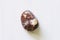 Polished tumbled stone leopard jasper on a white background