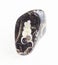 polished turritella agate fossil stone on white