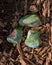 Polished Unakite stones from Unakas Mountains in North Carolina. On a tree bark in the forest