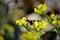 Polistes canadensis pollinating the flower of Ruta graveolens
