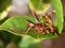Polistes canadensis red paper wasp