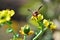 A Polistes canadensis wasp working intensely on the flower of Ruta graveolens