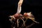 Polistes Carolina, Paper Wasp, Red Wasp isolated on black