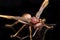 Polistes Carolina, Paper Wasp, Red Wasp isolated on black