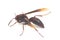 Polistes Carolina, Paper Wasp, Red Wasp isolated on white