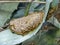 Polistes dominula wasp nest with some specimens of wasp