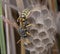 Polistes galicus bischoffi wasp hornet taking care of nest