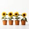 Political Minimalism: 4 Sunflowers In Terra Cotta Pots