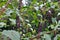 Polk weed plant with purple berries