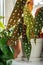 Polka-dot begonia houseplant on a window sill.