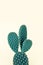 Polka dot cute pastel cactus
