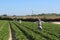 Polkadraai Strawberry picking farm in Cape Town