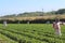 Polkadraai Strawberry picking farm in Cape Town