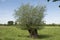 Pollard willow