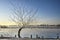 Pollard willow by a frozen lake