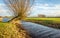 Pollard willow in a polder landscape