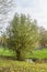 Pollard willow, Salix alba along a ditch