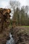 Pollard willows in a creek valley, Grimbergen, Flemish Brabant , Belgium