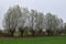Pollard willows in Dutch streamvalley of the river Aa