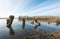 Pollard willows reflected in mirror smooth water surface