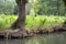 Pollarded ash tree roots keeping together the swamp banks