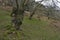 Pollarded Sessile Oak Woodland