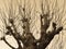 Pollarded tree, isolated against a  background with warm, antique look, cream filter