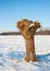 Pollarded willow in a Dutch snowy polder landscape