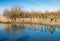 Pollarded willows reflected