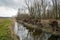 Pollarded willows on the waterfront