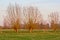 Pollarded willows in the winter sun