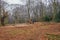 Pollarding Hornbeams in Epping forest