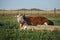 Polled Hereford breed cow lying on grass field