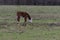 Polled Hereford calf grazing in pasture