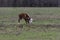 Polled Hereford calf scratching his ear