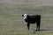 Polled Hereford calf standing alone in pasture