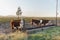 Polled Hereford calves in a trough.