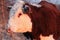 Polled Hereford Cow