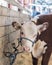 Polled Hereford heifer tied up in barn