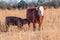 Polled Hereford with nursing calf