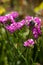 Pollen bumblebee collects limonium nectar, funny big insect covered with pollen sits on a pink summer flower